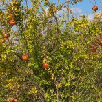 Granátovník púnsky (Punica granatum) ´ACCO´ - výška 250-300 cm, kont. C150L/C180L, BOHATO RODIACI EXEMPLÁR (-14°C) 